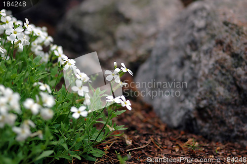 Image of White flowers in stone landscape