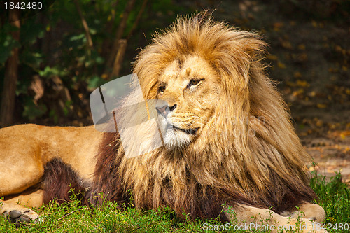 Image of Lion