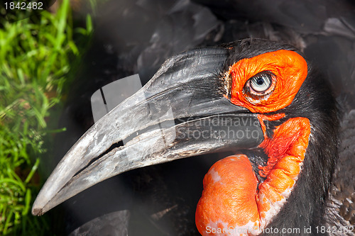 Image of Southern Ground Hornbill