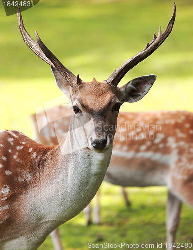 Image of Large whitetail buck