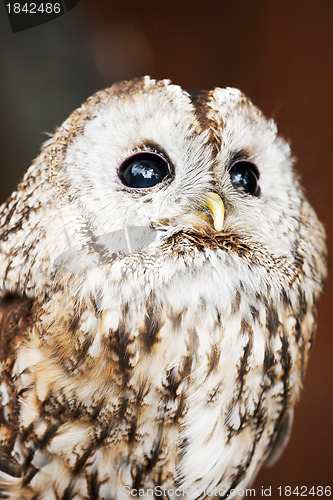Image of Tawny Owl (Strix aluco)