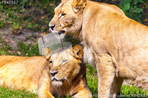 Image of Two  Lionesses
