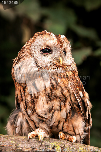 Image of Tawny Owl (Strix aluco)