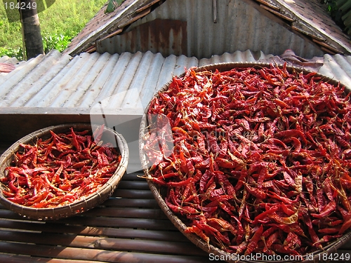 Image of Red Chilli