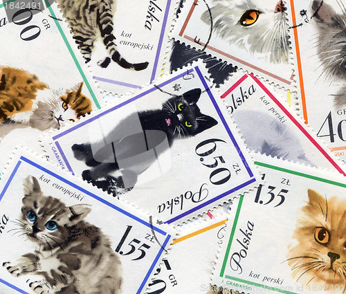 Image of Feline composition made of postage stamps