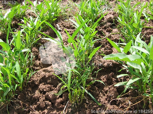 Image of Plant - Rows Of Vegetables