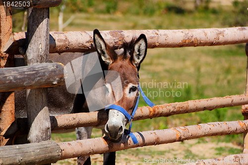 Image of curious donkey