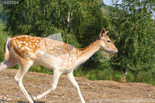 Image of fallow deer doe running