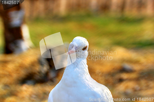 Image of portrait of a white pigeon