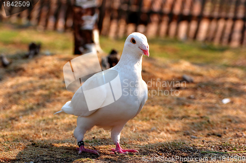 Image of white pigeon walking