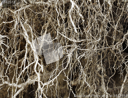 Image of Roots without soil