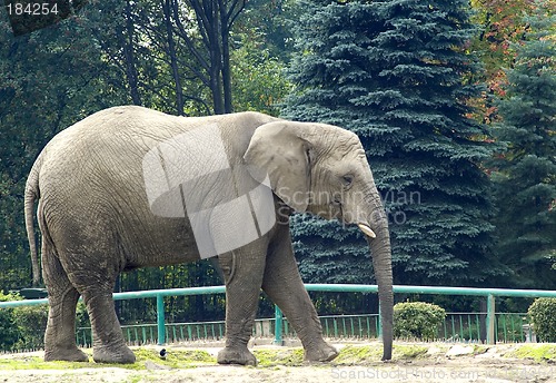 Image of Elephants