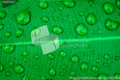 Image of Green leaf with drops close up - background