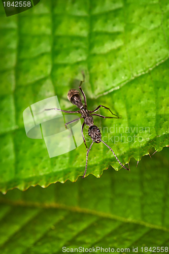 Image of Black ant on the green leaf