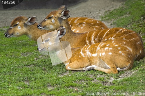Image of Antelopes