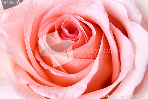Image of Beautiful Pink Rose