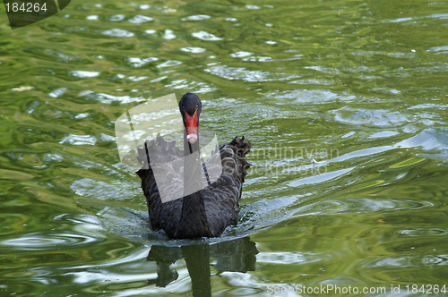 Image of Black swan