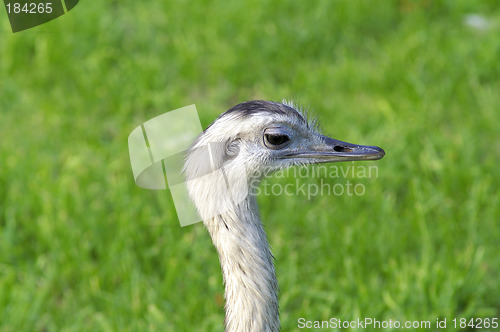 Image of Head of ostrich