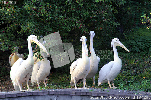 Image of Pelicans