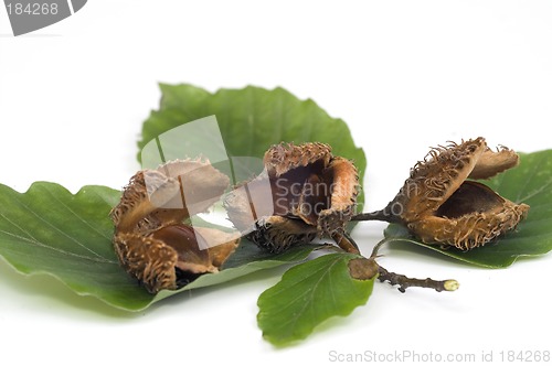 Image of Beechnuts on leafs