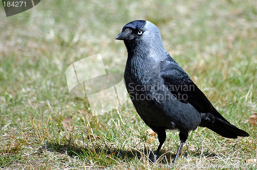 Image of Corvus monedula