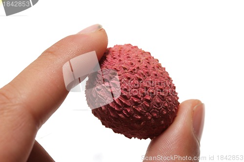 Image of fresh lychee between human finger