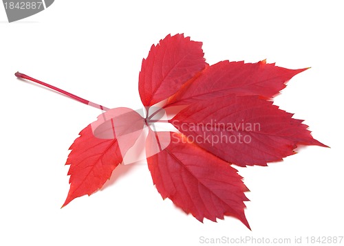 Image of Autumn virginia creeper leaf