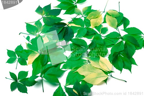 Image of Scattered leaves on white background