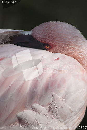 Image of Pink Flamingo