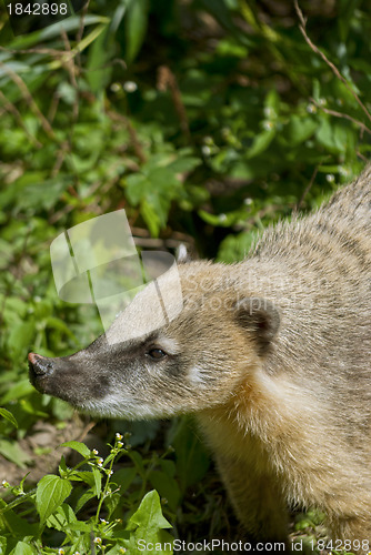 Image of South American Coati