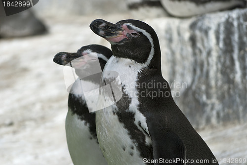 Image of Humboldt Penguins