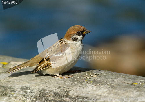 Image of Tree Sparrow 