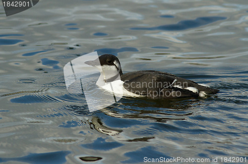 Image of Common Guillemot