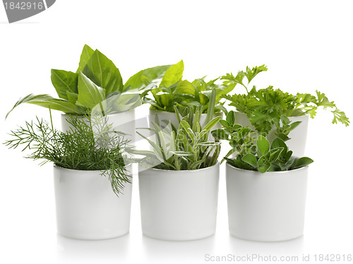 Image of Fresh Herbs