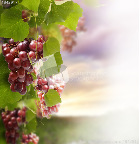 Image of Red Grape