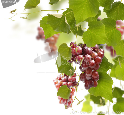 Image of Red Grape