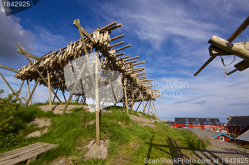 Image of Drying stockfish in Norway