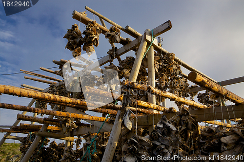 Image of Drying stockfish