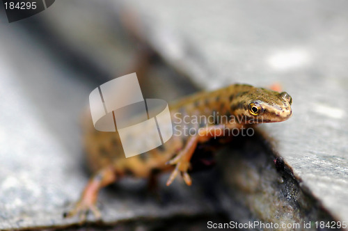 Image of Curious animal