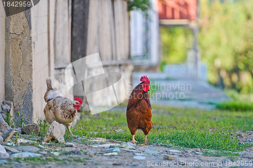 Image of Chickens