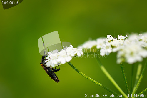 Image of Close-up of insect