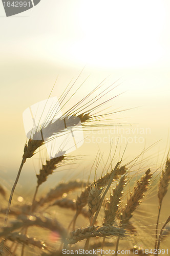 Image of Ripe wheat