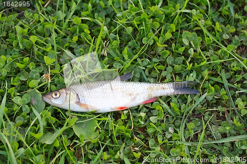 Image of the caught fish (Leuciscus idus)