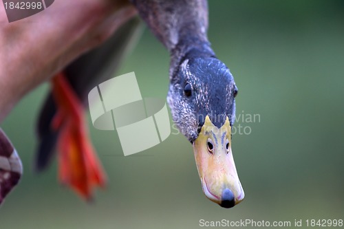 Image of mallard in hands