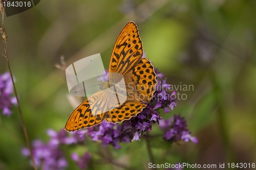 Image of orange butterfly