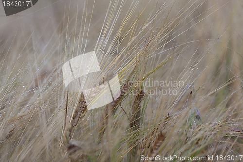 Image of barley