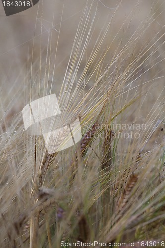 Image of barley