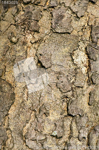 Image of texture