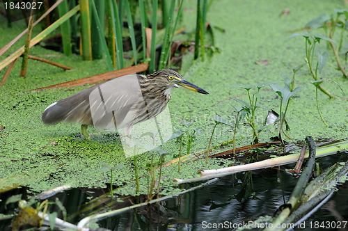 Image of Indian Pond Heron