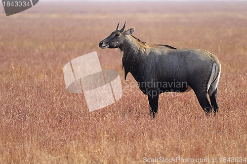 Image of Nilgai